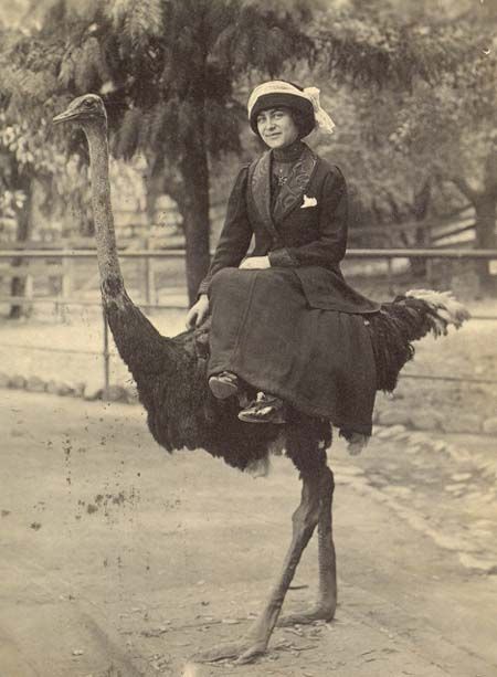ostrich.jpg